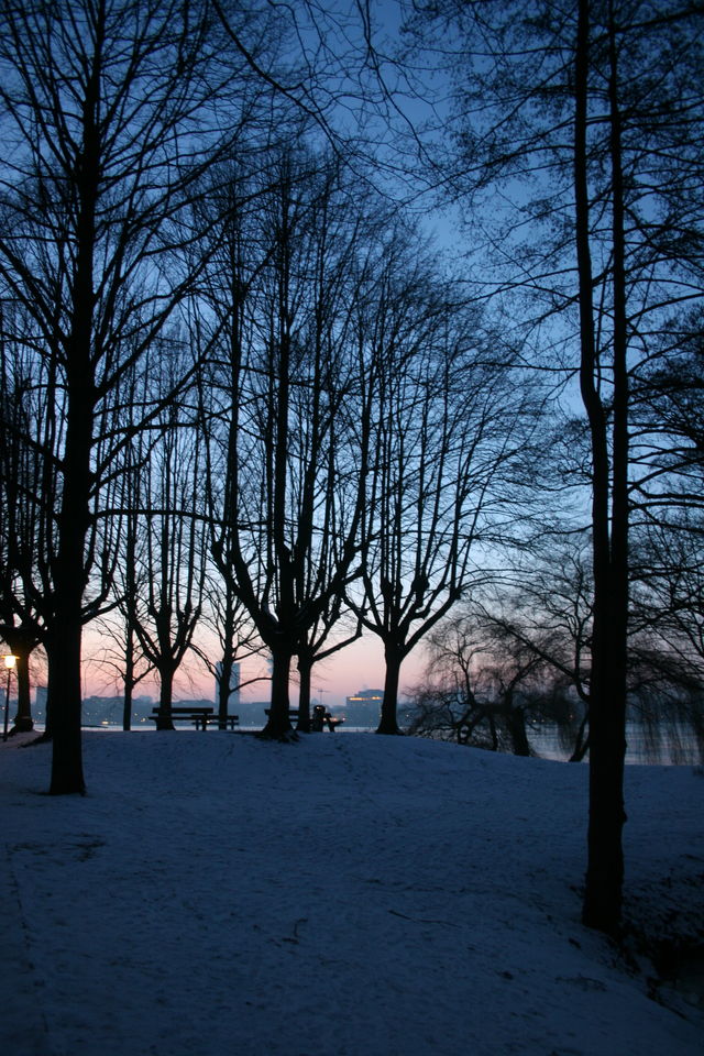 aufrecht winter baeume hamburg alster 