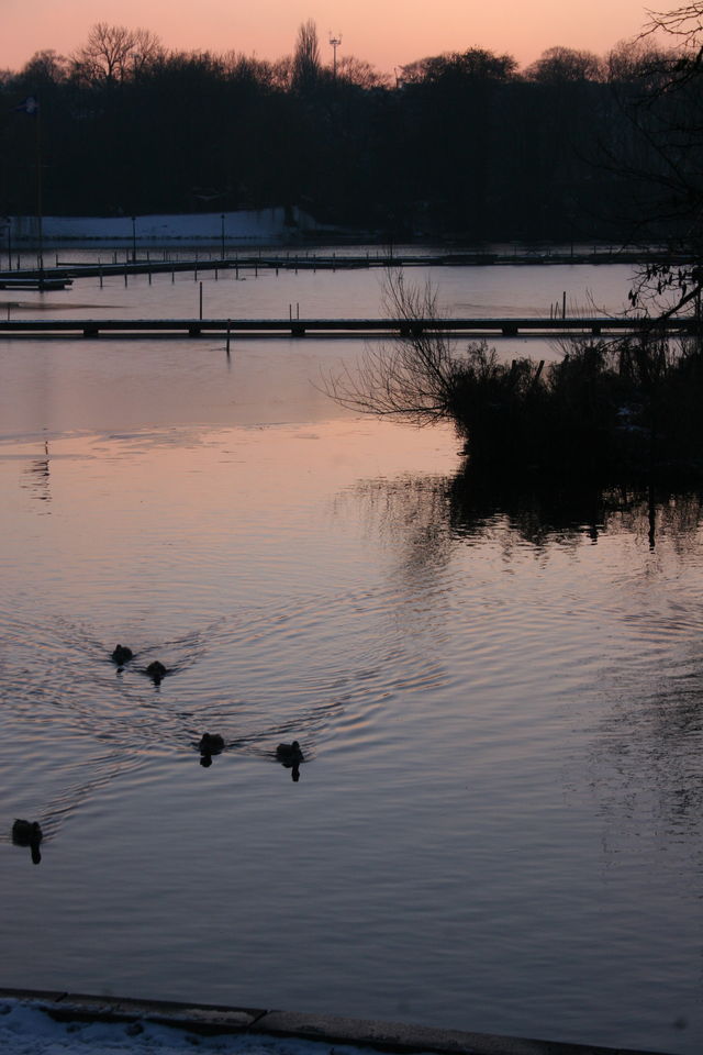 ros abend enten steg rosa hamburg alster 