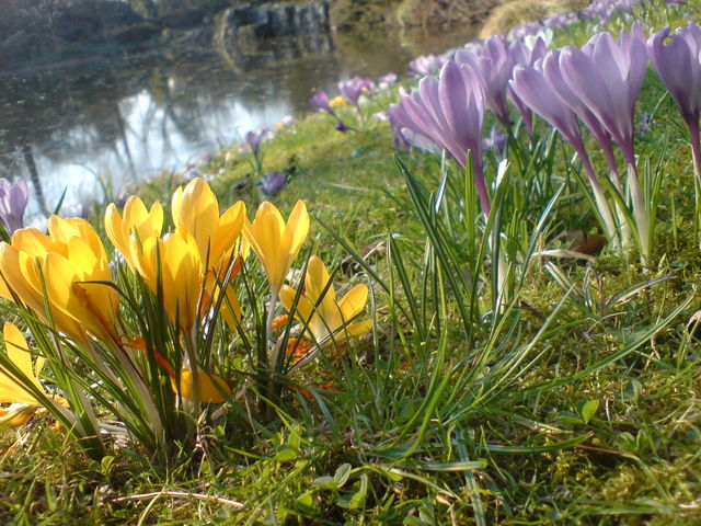 Fr�hling krokus fr�hling sonne wiese blumen flora 