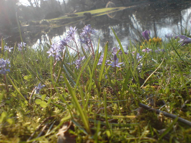  fr�hling sonne wiese blumen flora 