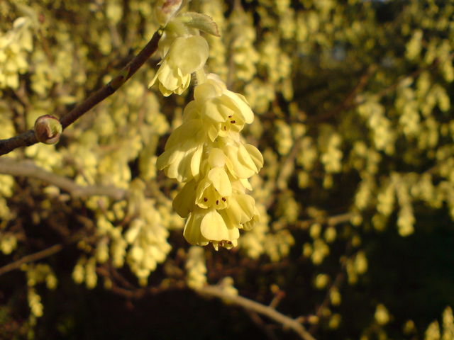  fr�hling sonne blumen flora bl�ten 