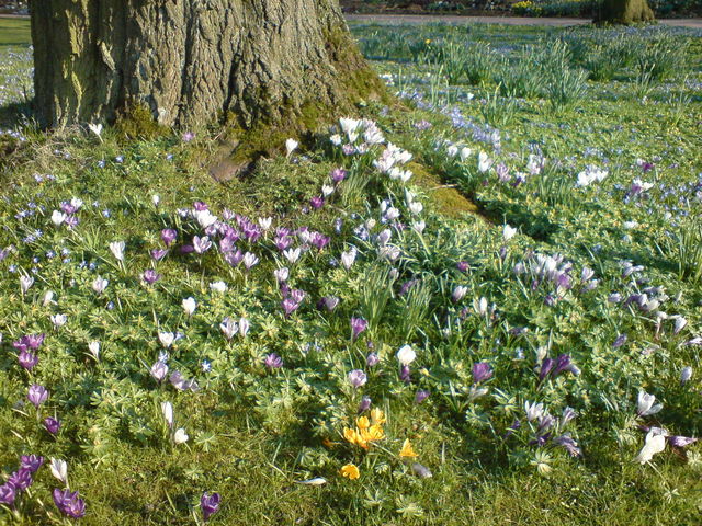  frhling sonne wiese blumen flora krokus 