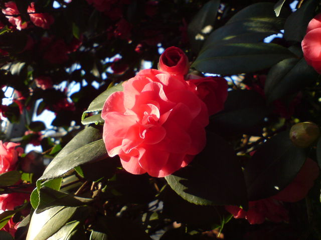 Bltenpracht frhling sonne blumen flora 