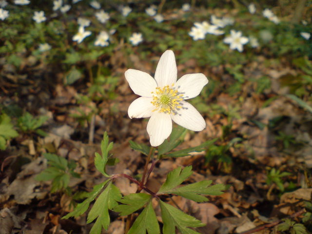 Bl�mscher buschwindr�schen blume fr�hling bl�te 