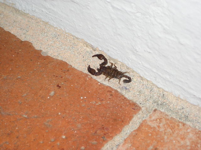 das monster skorpion monster toskana 