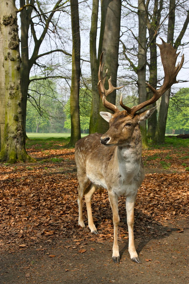 DAMMWILD dammwild tierpark lindenthal 