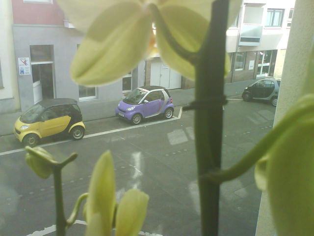 hier zhlt man smarts, keine schfchen orchidee auto fenster smart brabanter 