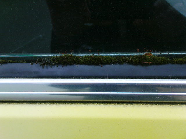 Autofenster slz auto grn bmw moos pflanzen 