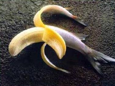 Bananenfisch bananenfisch banane fisch 
