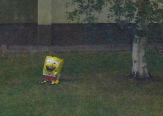 Neulich vor meinem Fenster... baum fenster rasen spongebob 