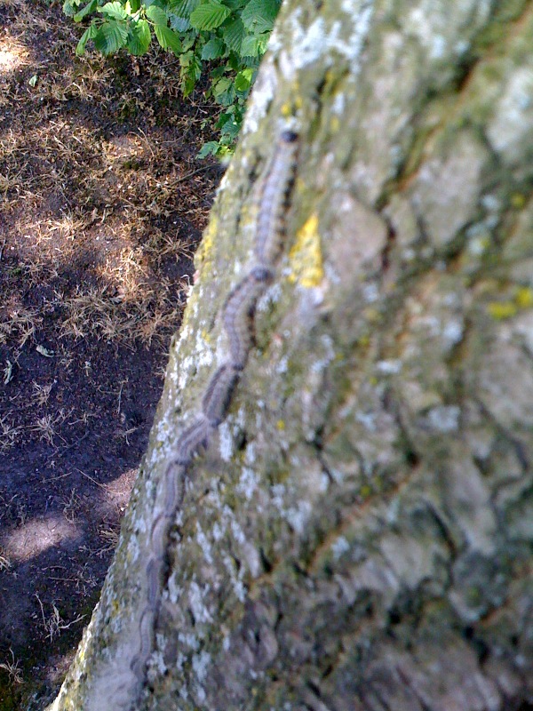Baum baum würmer 