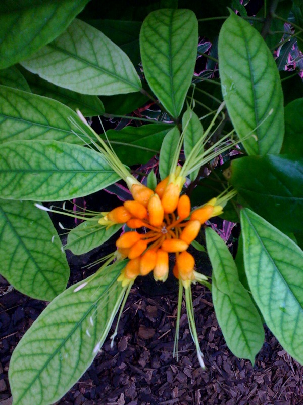 Botanik blume grn orange garten blte botanischer 