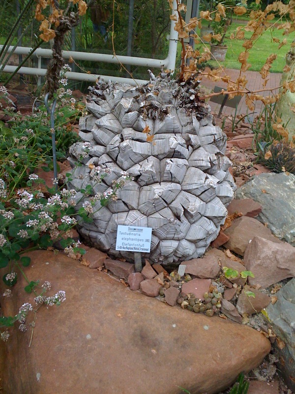 Eckenbaum botanischer elefantenfu� stumpf baum garten ecken 