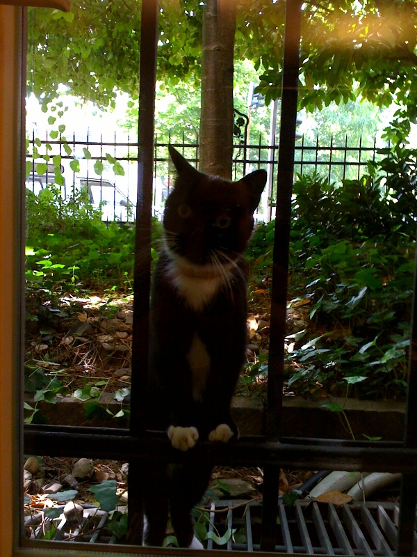 Lasst mich rein b�ro fenster gitter katze 