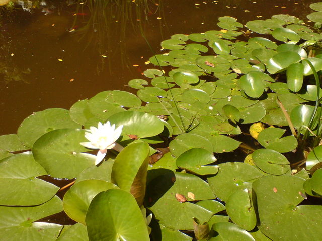 such den frosch froschteich frankreich nimes 