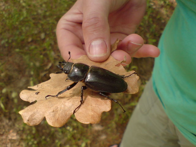 k�fer frankreich bug k�fer 