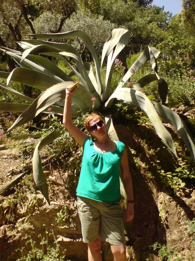 riesen aloe aloe kerstin frankreich nimes 