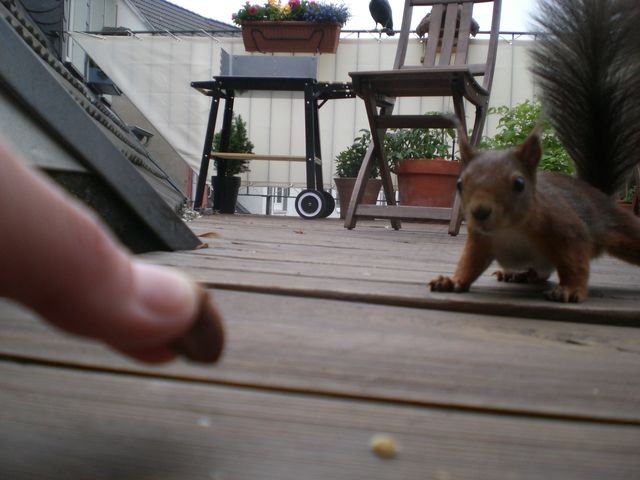 Zahm eichhorn n�sse terasse eichh�rnchen eichkatze 