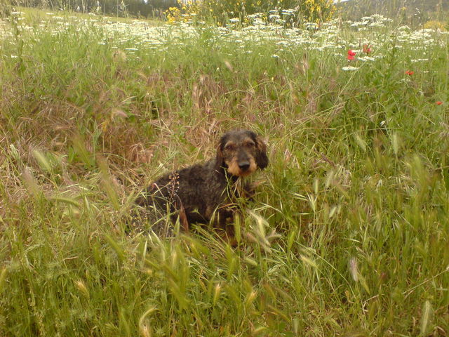 rdiger hund streuner hund frankreich 