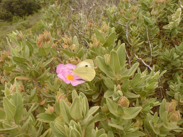 schmetterling schmetterling frankreich 