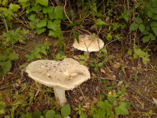 pilze in frankreich :) pilz frankreich 