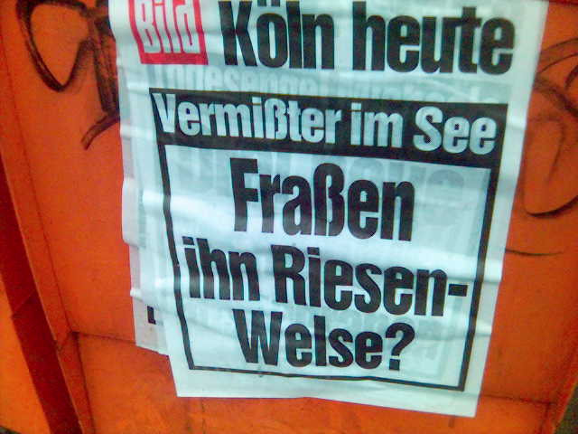 Man spricht dabei von Welsfrass bild fisch fische koeln plakat zeitung 