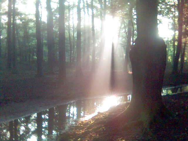 wald 3 bach baum hell licht morgen natur sonne strahlen wald wasser 