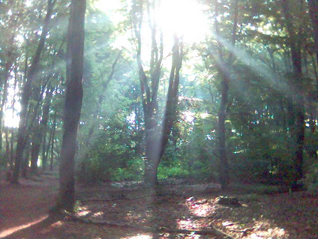 wald 2 licht natur sonne strahlen wald 