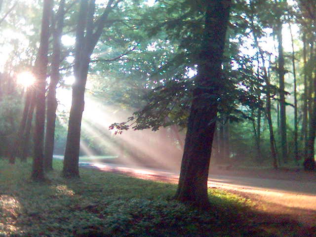 wald 1 licht natur sonne strahlen wald 