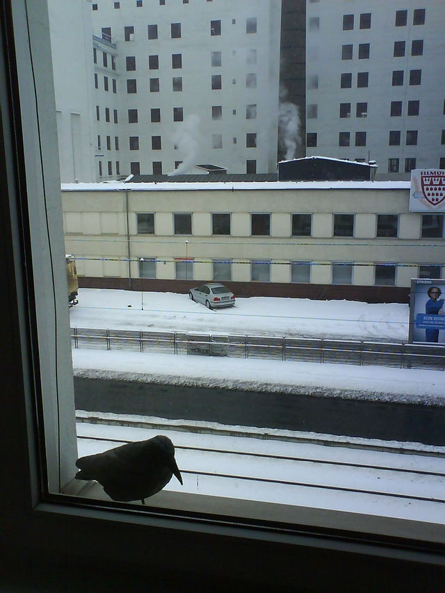 dauergast bro schnee vogel rabe 