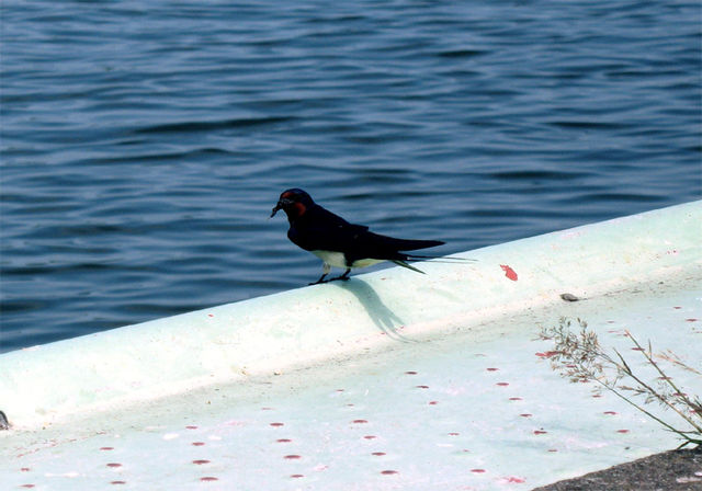 Rauchschwalbe bodden mecklenburg-vorpommern meckpom prerow rauchschwalbe schnabel wurm tier vogel hafen schwalbe 