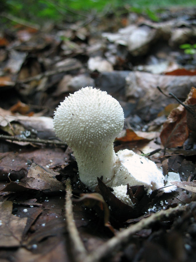 Flaschen-Stubling pilz mushrooms pilzsuche 