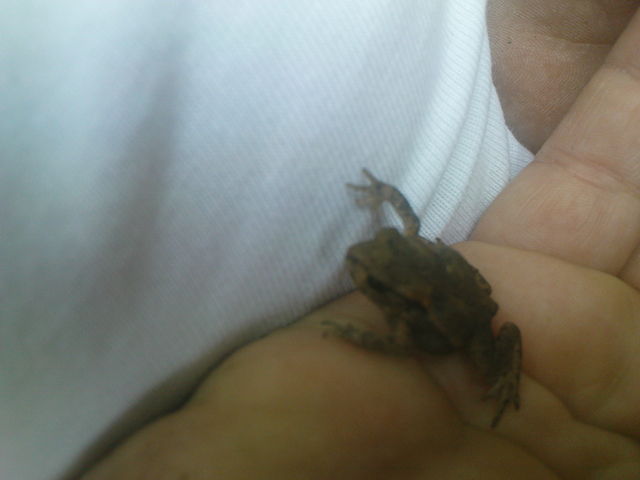 patscheh�ndchen kr�te kr�tenbaby k�ln sommer 