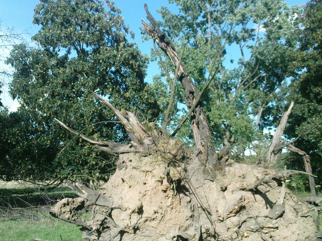 ohne titel kln natur sommer stadtwald wurzel erde 