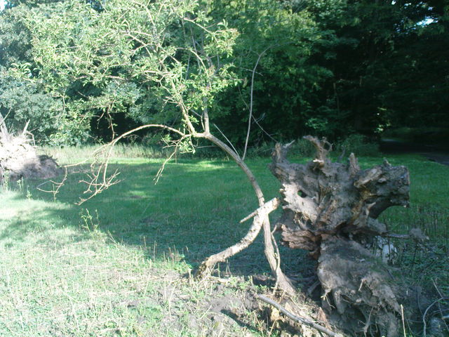 ohne titel kln natur sommer stadtwald 