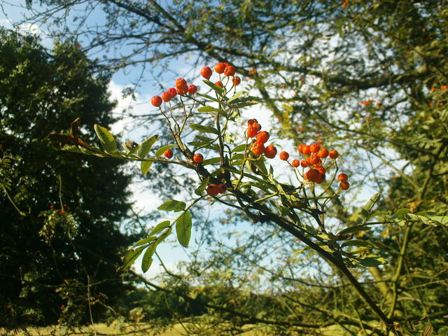 ohne titel kln natur sommer stadtwald vogelbeeren 