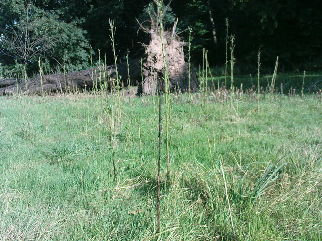 ohne titel kln natur sommer stadtwald baumstamm baumstumpf 