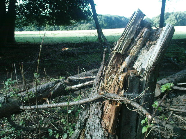 ohne titel k�ln sommer stadtwald spinnennetz 