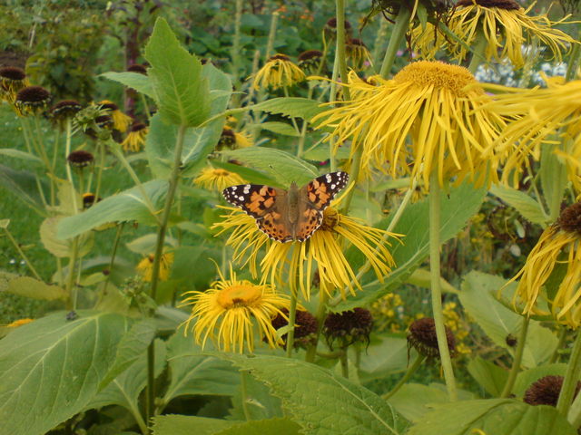 distelfalter distelfalter schmetterling 