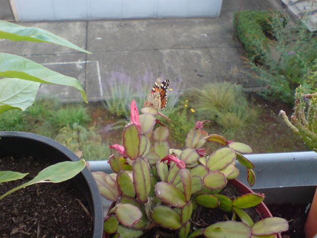 noch nen falter schmetterling distelfalter 