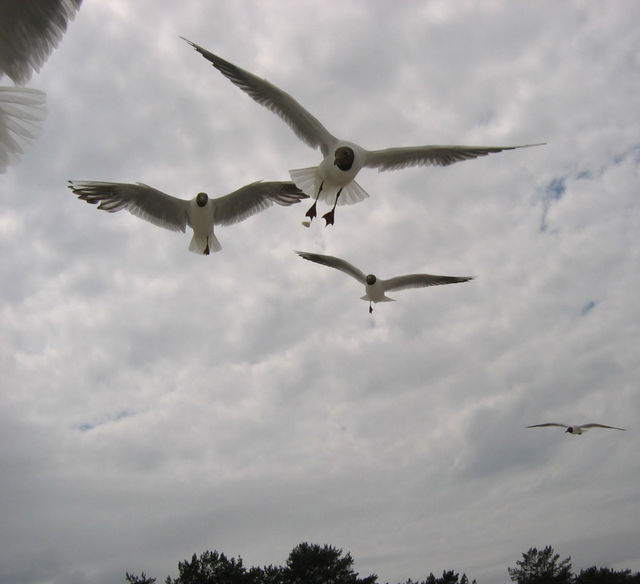 einbeinige m�wen einbeinig f�tterung m�we prerow 