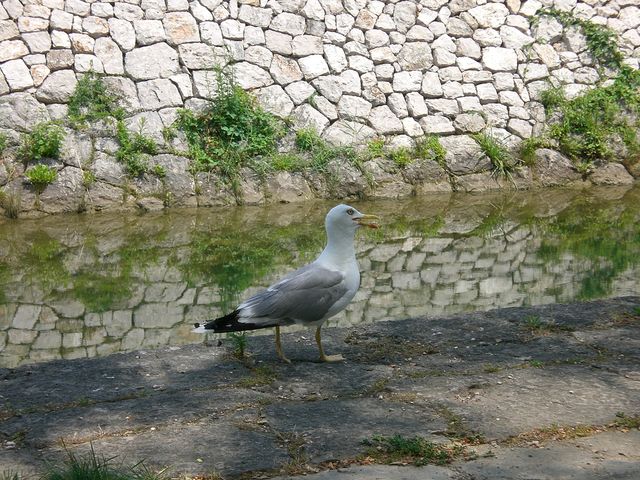 vorlaute m�we vogel kroatien m�we 