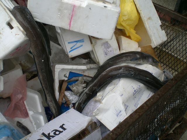 aal, tot aal fisch m�ll tot kroatien rijeka �berfischung 