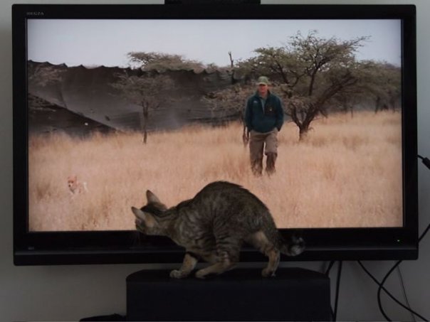 Ecke jagt TV Hund ecke hund tiger tv jagd katze 