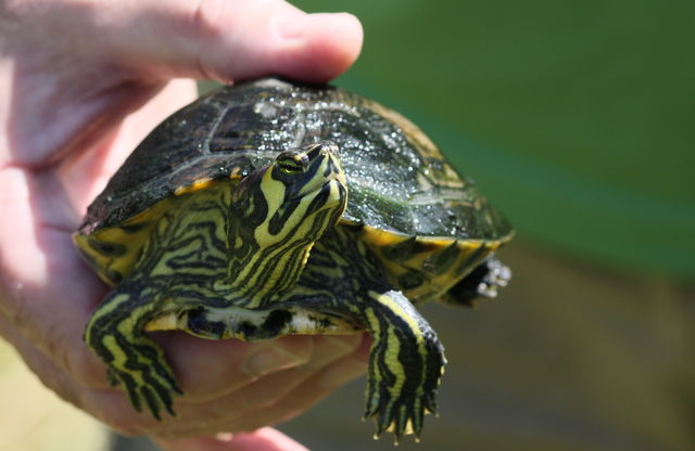 Hello World! schildkrte panzer homburg saarland 