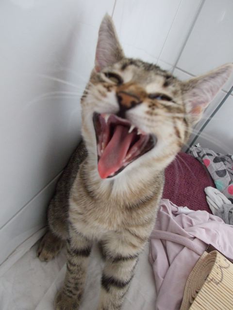 Morg�hn g�hnen ecke katze waschmaschine z�hne 