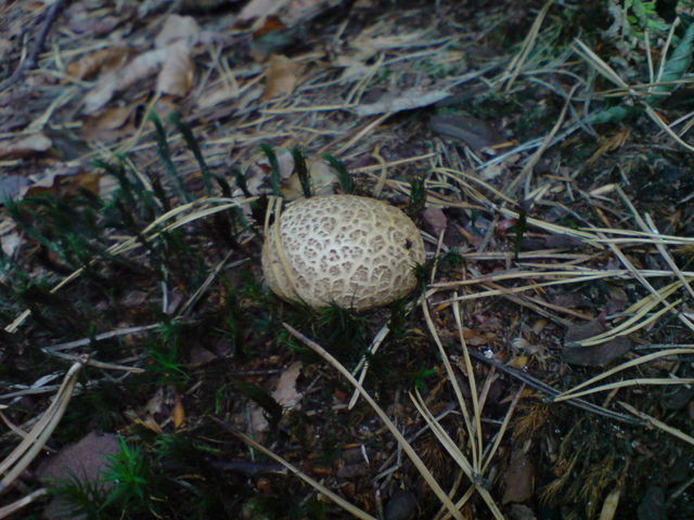 kartoffelbovist kartoffelbovist pilz 