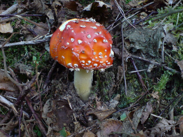 fliegenpilz pilz fliegenpilz 