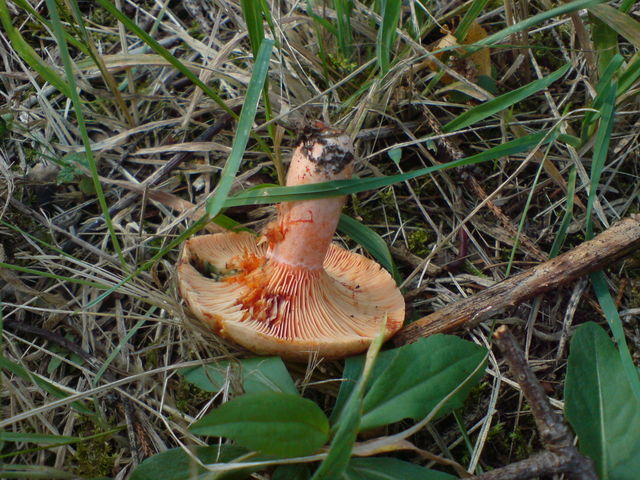 fichtenreizker ? fichtenreizker pilz 