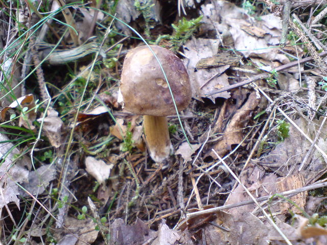 maronenrhrling maronenrhrling pilz 